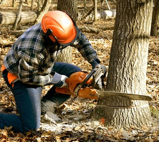 Tree Removal in Bloomburg, TX
